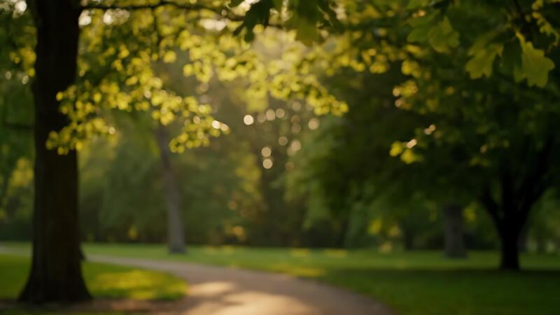 A quiet park path with tall trees on a bright weekday morning